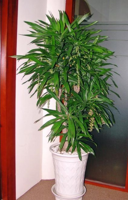 Cây Thanh Lan | Cây cảnh - Hoa cảnh - Bonsai - Hòn non bộ - Sân vườn tiểu  cảnh - Blog Cây cảnh .Vn