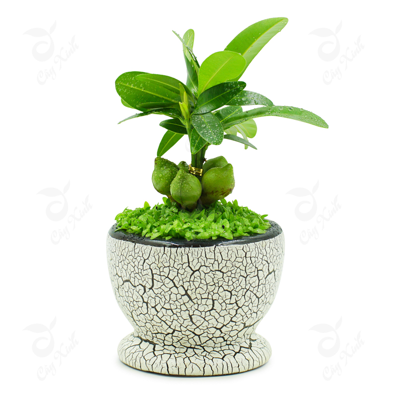 Cây Tài Lộc - Cây May Mắn - Ý Nghĩa Phong Thủy Cây Tài Lộc Là Gì?