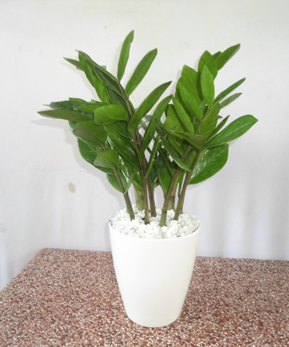 Cây Kim tiền để bàn